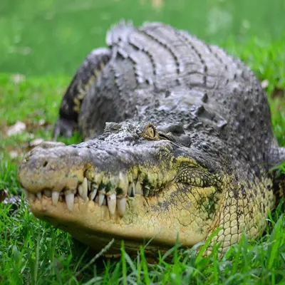 Crocodile Bank, wildlife conservation center, located near Chennai, home to various crocodile species