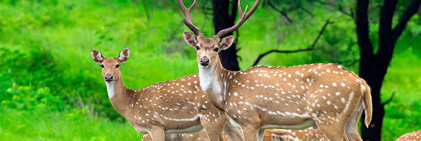 deer park tour packages